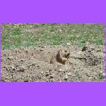 Prairie Dog.jpg